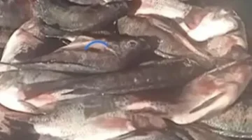 البلطي بـ 50 جنيها.. أسعار الأسماك تواصل تراجعها داخل أسواق كفر الشيخ اليوم